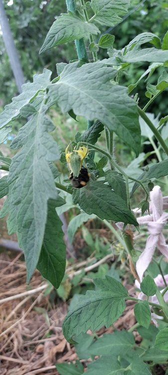 bourdon sur fleur de tomate.jpg