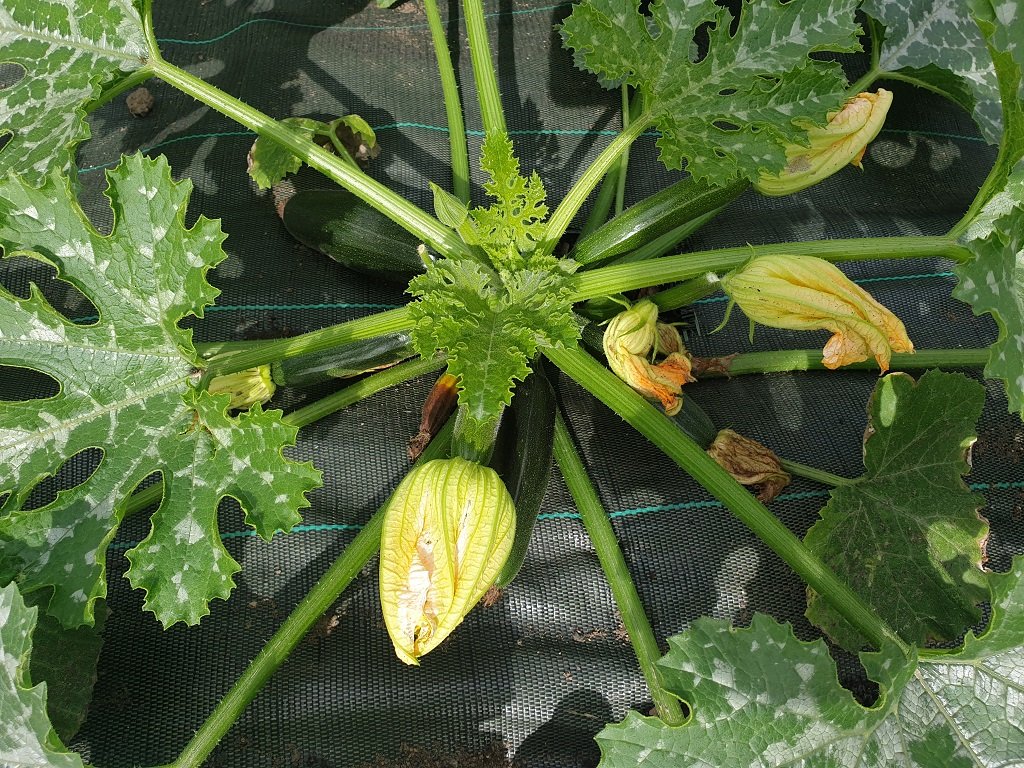 220608 courgette.jpg