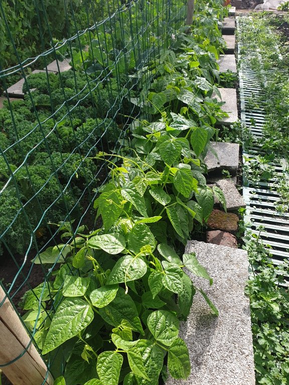 220608 haricots tarbais.jpg