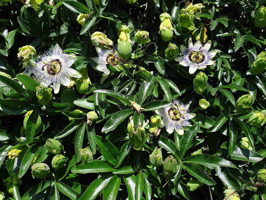 220609 passiflora caerulea.jpg