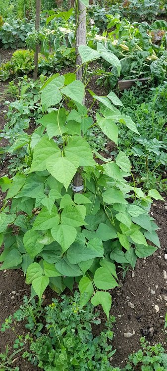 haricots d'echenans 9-6-22.jpg