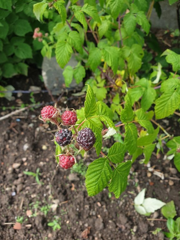 220609 framboise noire.jpg
