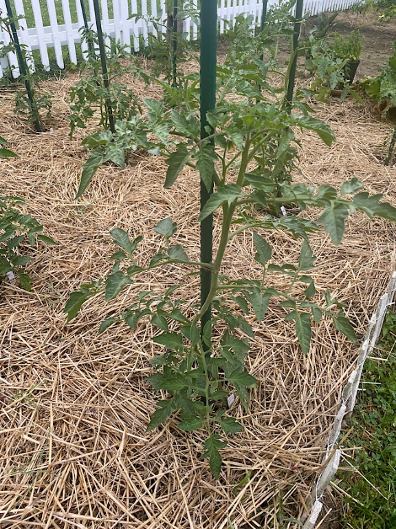Costoluto genovese