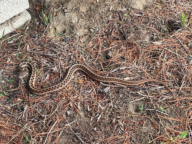 Serpent jarretière