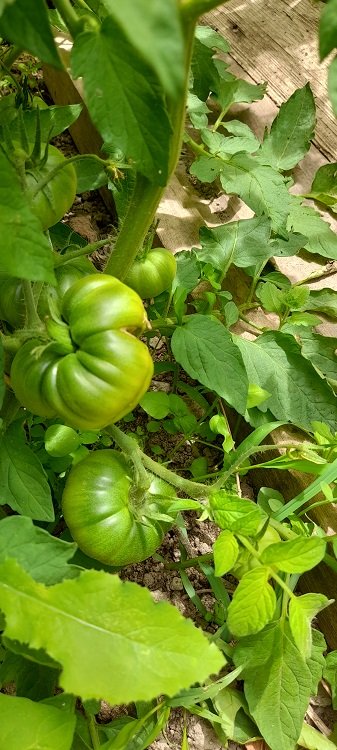 tomates 11-6-22.jpg