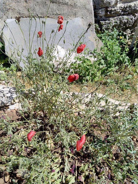 coquelicots.jpg