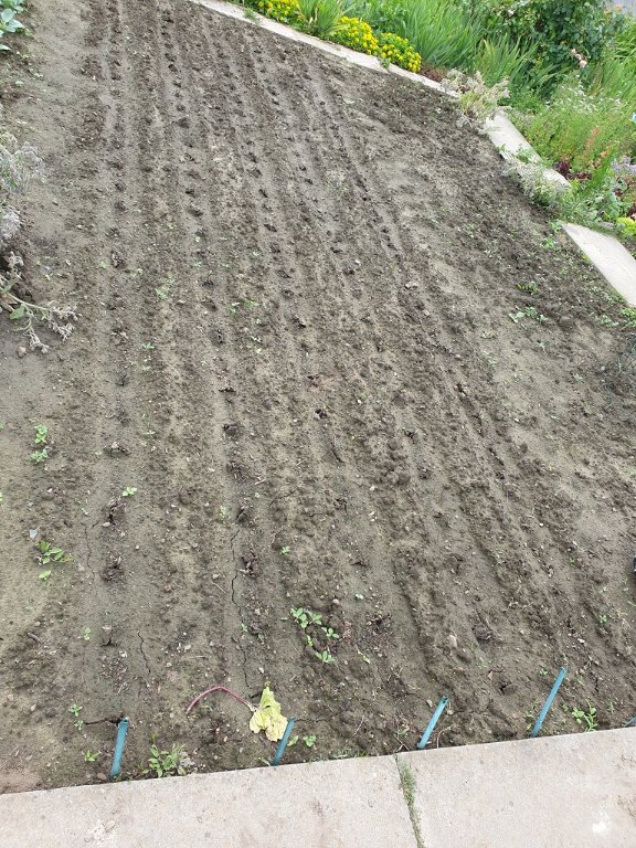 220610 haricots verts sortent.jpg