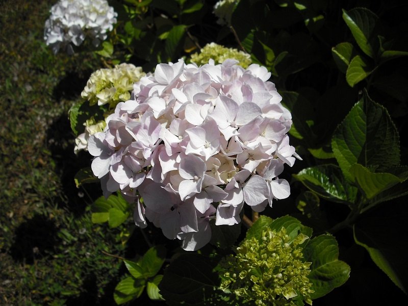 Hortensia 13 juin.jpg