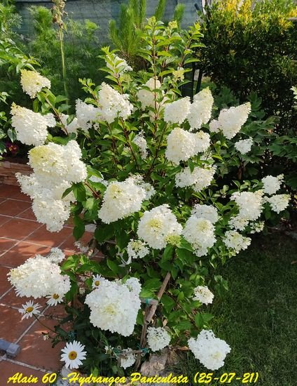 Hydrangea paniculata.jpg