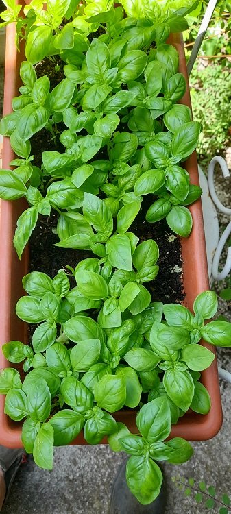 basilic 14-6-22.jpg