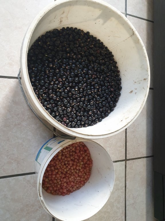 220614 récolte cassis et groseilles.jpg