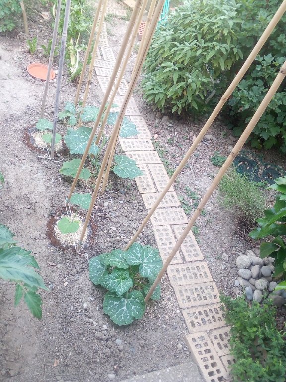 IMG_20220615_084936.jpg