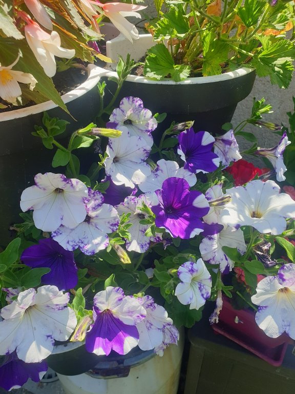 220616 autre fleur.jpg