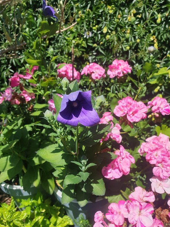 220616 platycodon et géranium.jpg