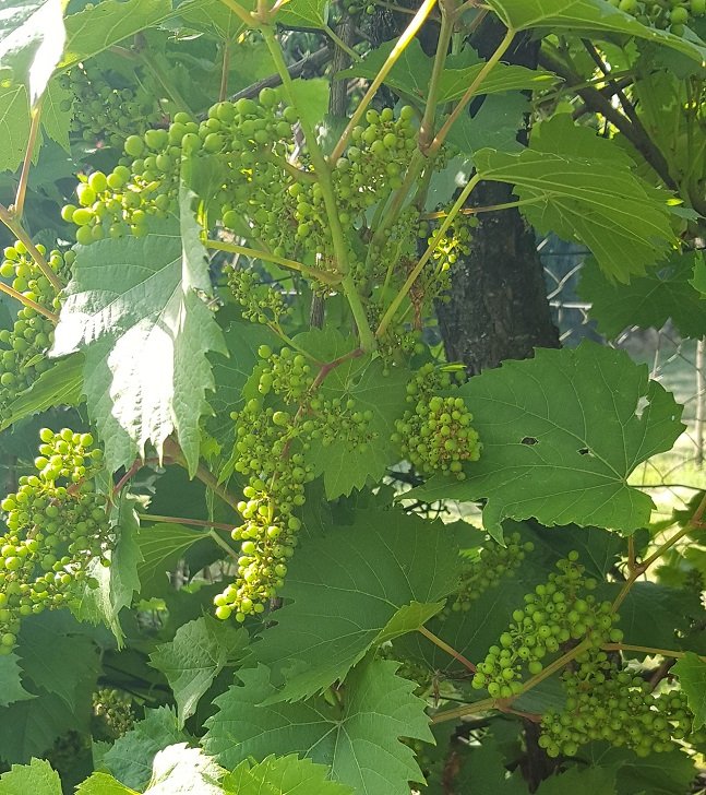 220616 vigne r noire italie .jpg