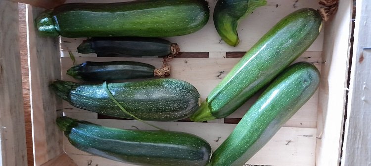 courgettes 17-6-22.jpg