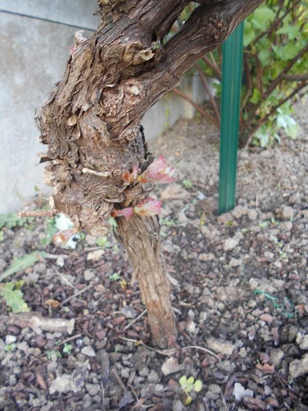 190410 bourgeons de vigne.JPG