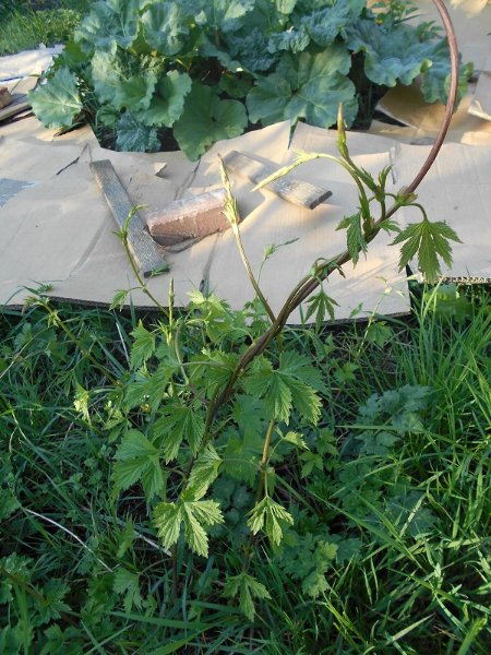 190410 houblon.JPG