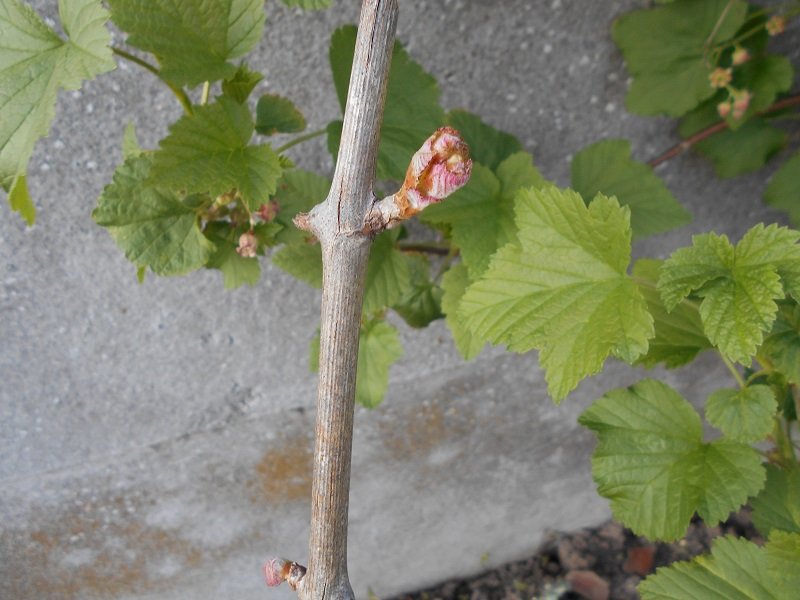 190410 vigne débourre.JPG