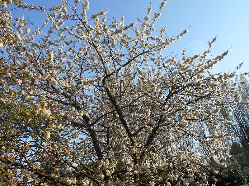 190410 cerisier en fleur.JPG