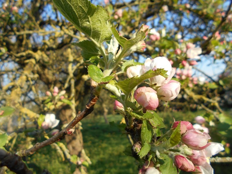 190410 fleurs de pommier.JPG