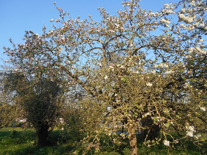 190410 pommier en fleur.JPG