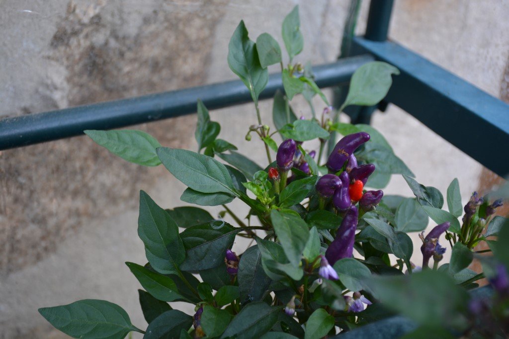 Numex April Fool's Day en pot