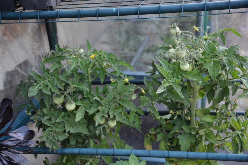 Kootenai en pots