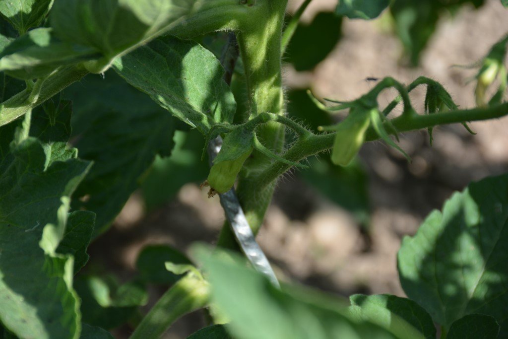 San Marzano Semiorto