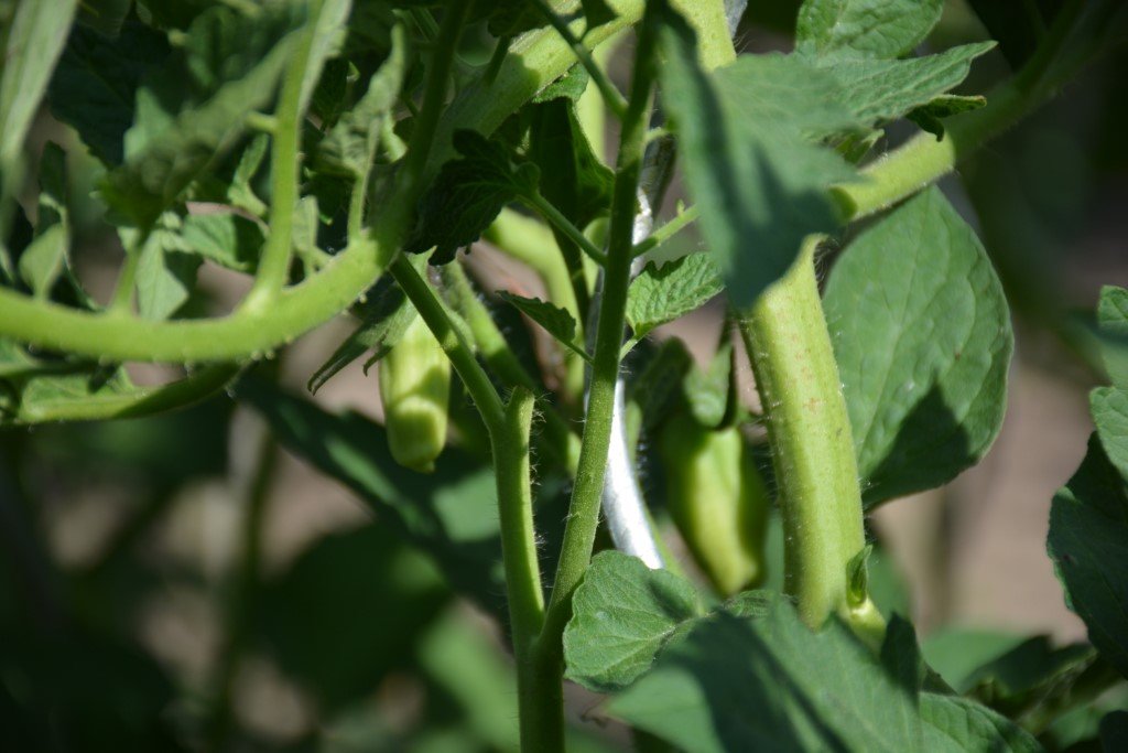 San Marzano Semiorto