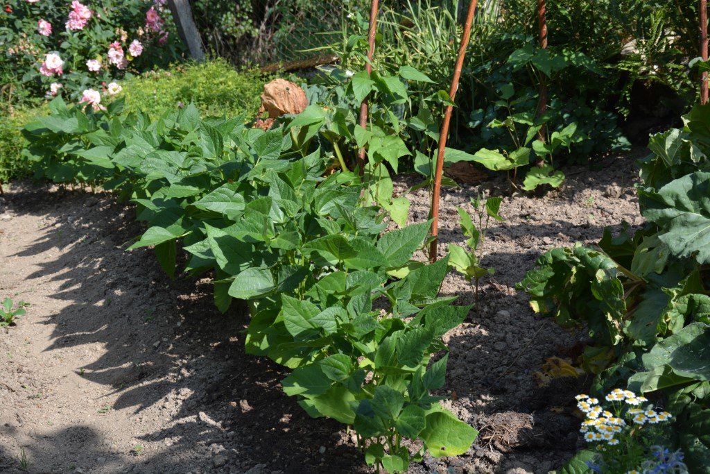 Haricots rouges et Haricots Grimpants de l'Himalaya