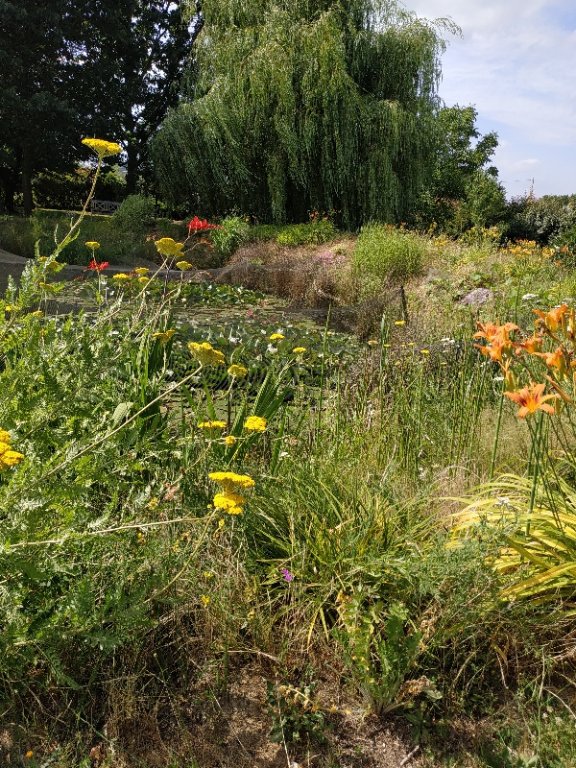 Les abords de l'etang