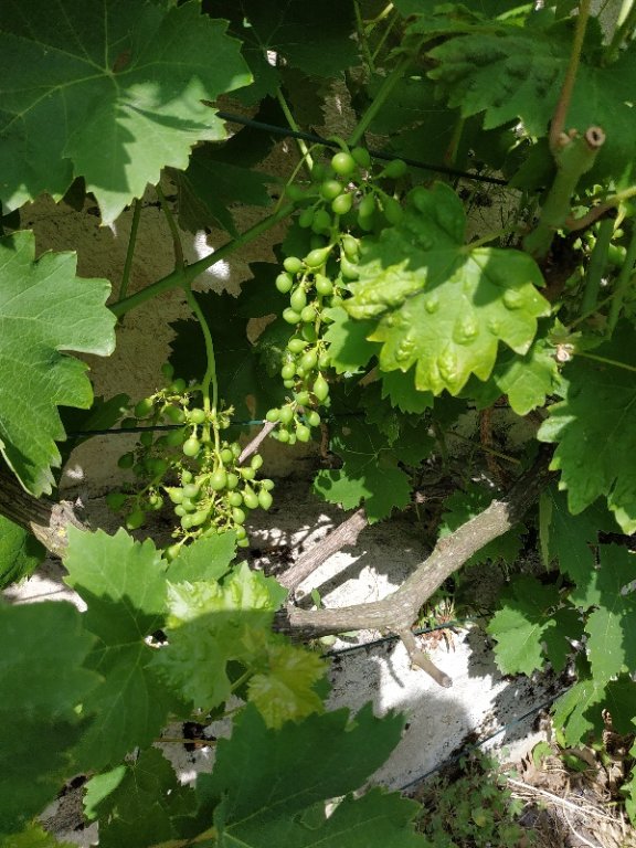 La vigne raisin italien