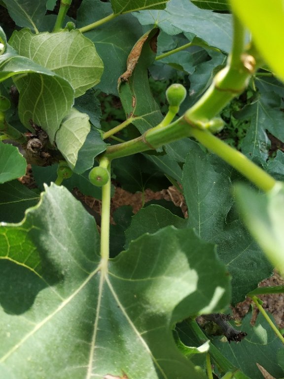 Le figuier qui donne l'impression de faire de nouvelles figues ,gel aussi