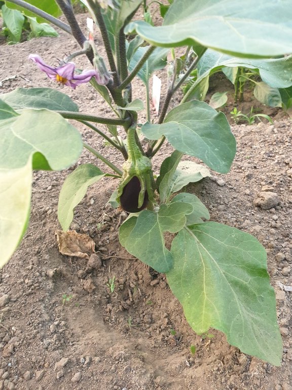 220617 aubergne.jpg