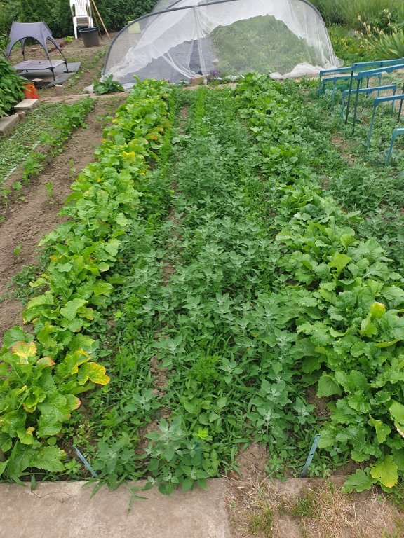 220619 lignes de carottes à désherber.jpg