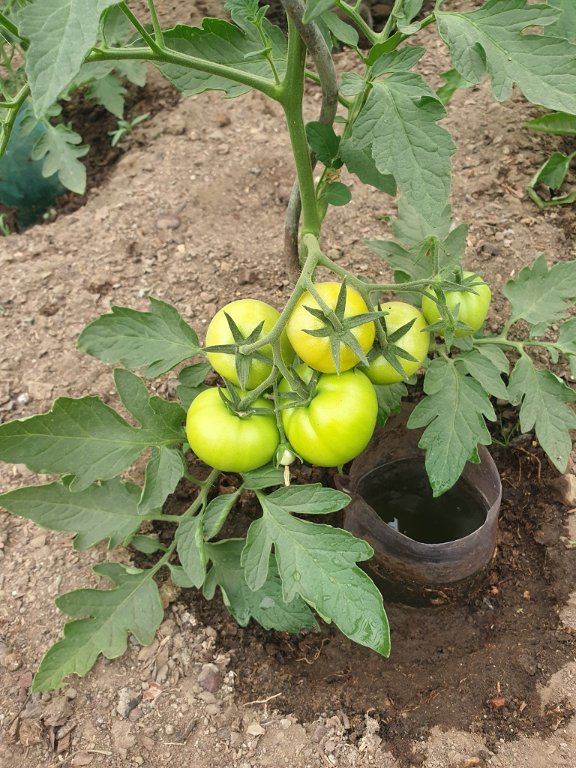220619 tomates murissent.jpg