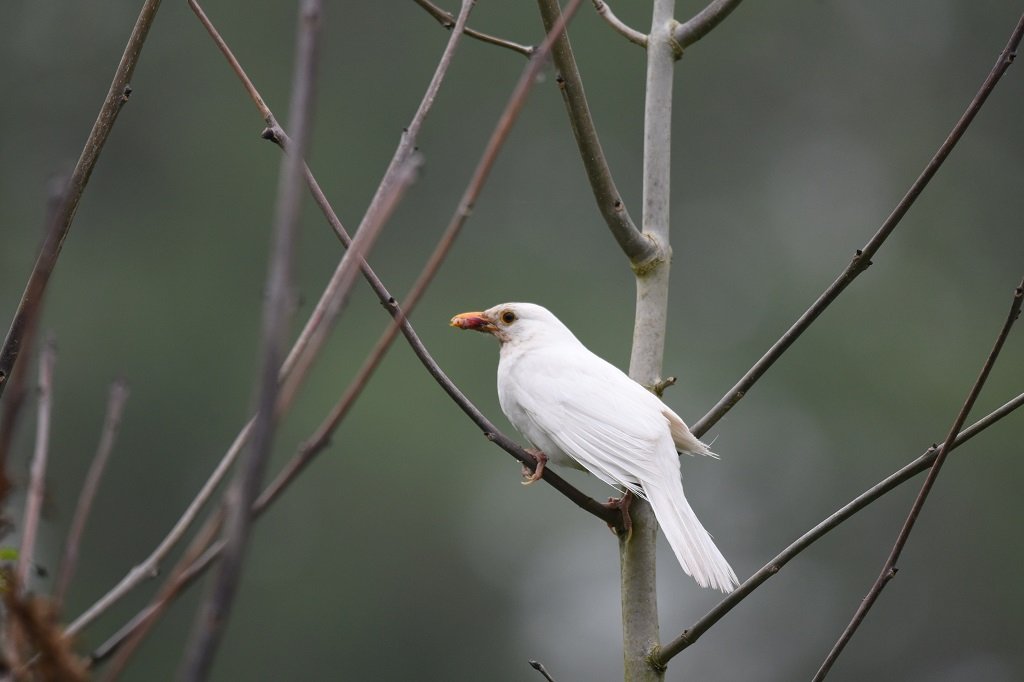 DSC_7995.JPG