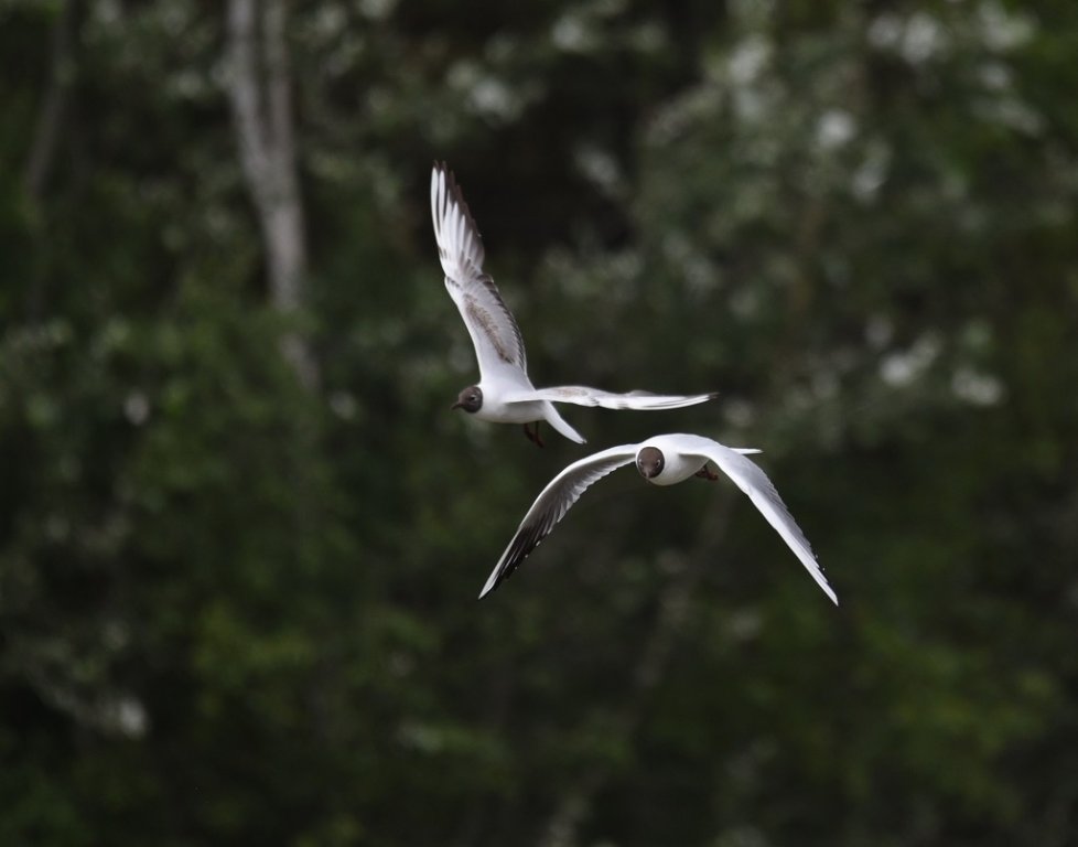 DSC_8970.JPG