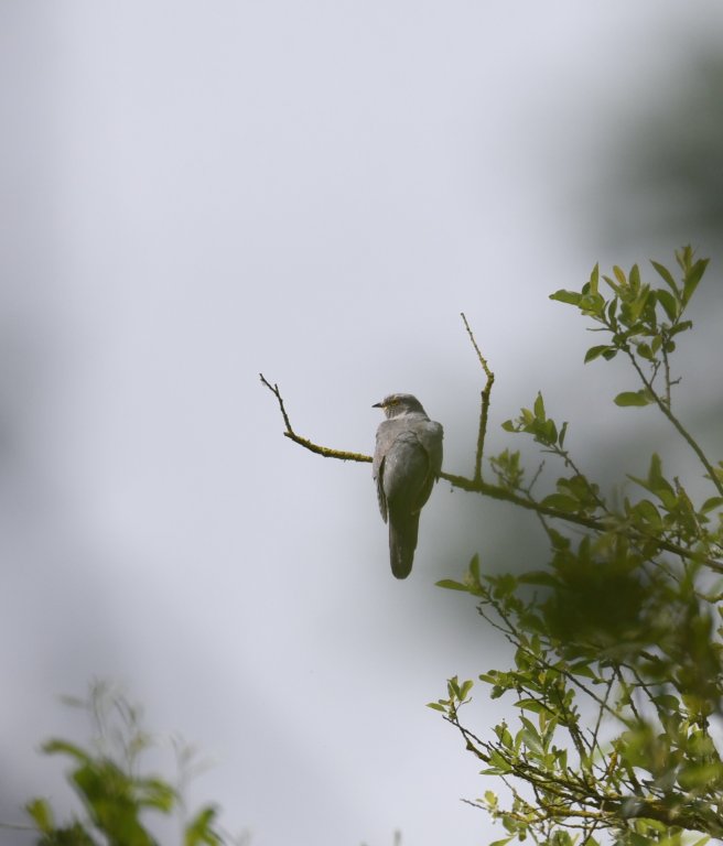 DSC_8798.JPG