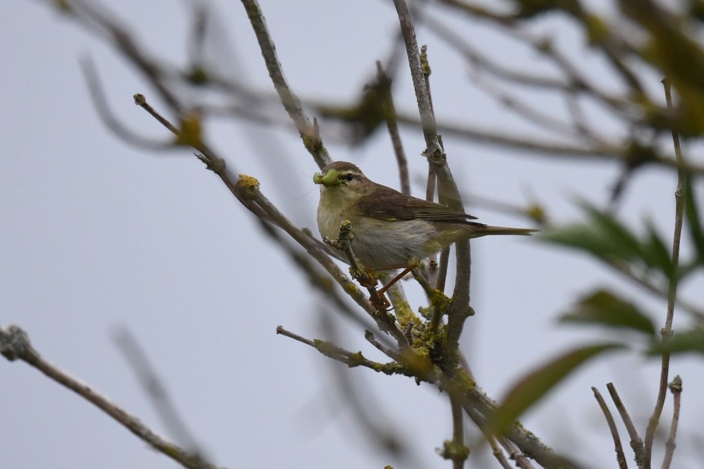 DSC_9075.JPG