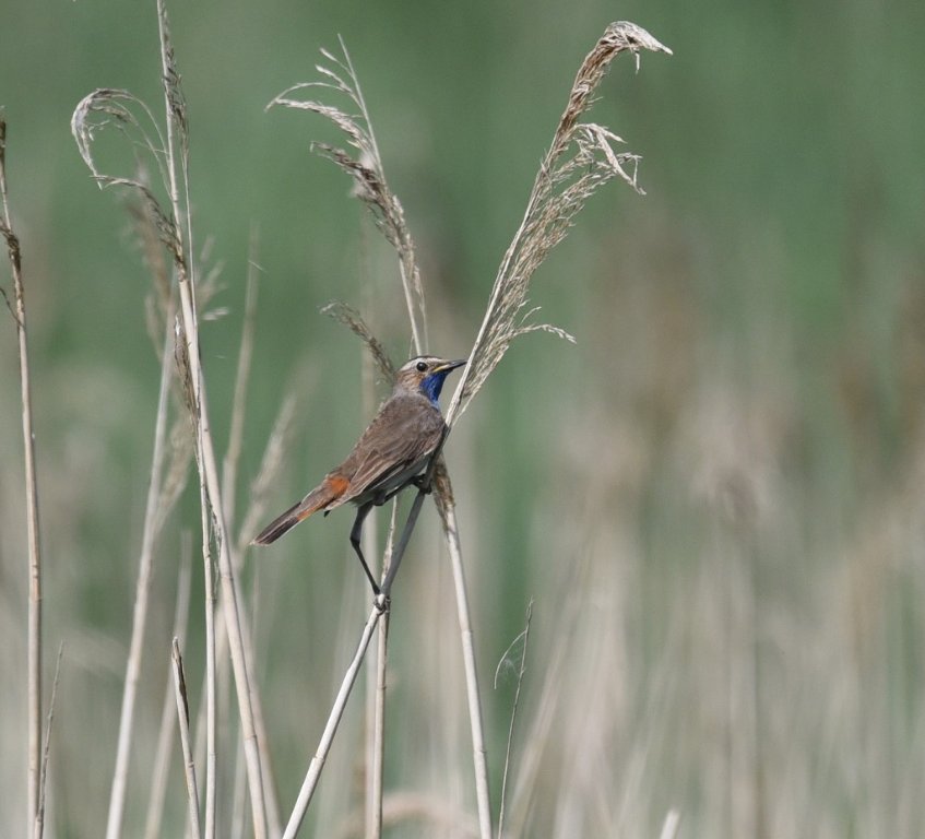DSC_0510.JPG