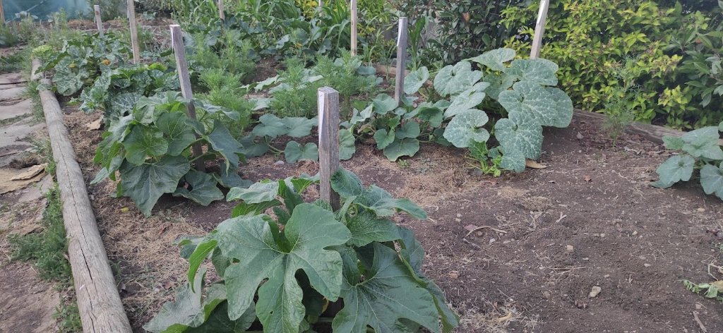courges courgettes.jpg