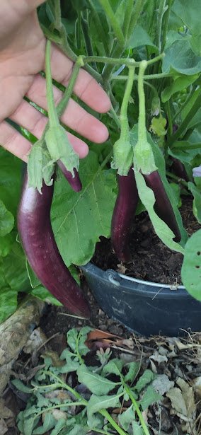 early long purple 2.jpg