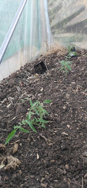 tomates serre.jpg
