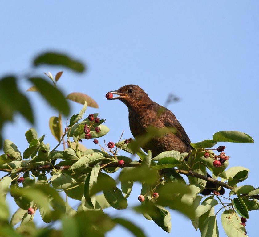 DSC_9184.JPG