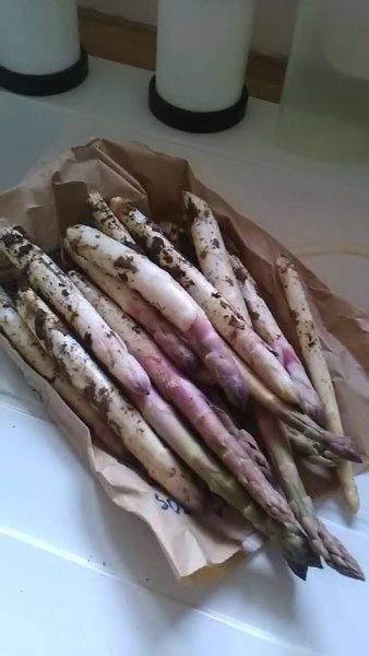 violettes d'argenteuil