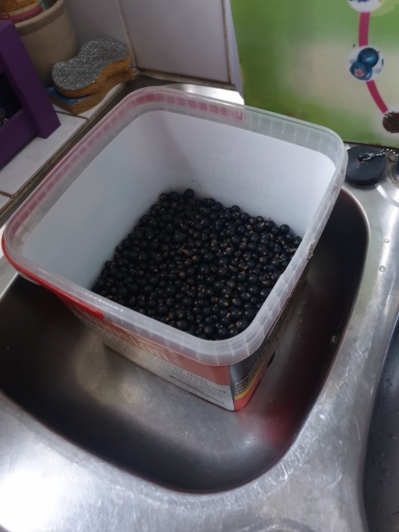 220622 2_9 kg cassis.jpg
