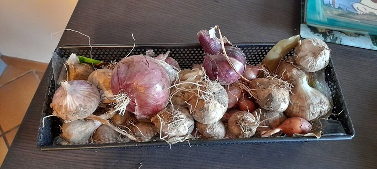 ail oignons.jpg