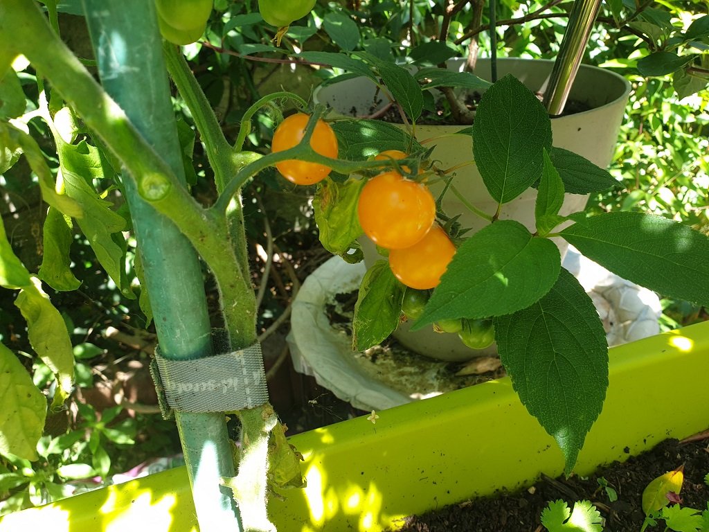 220622 tomates.jpg